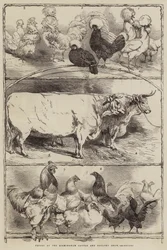 Prizes at the Birmingham Cattle and Poultry Show